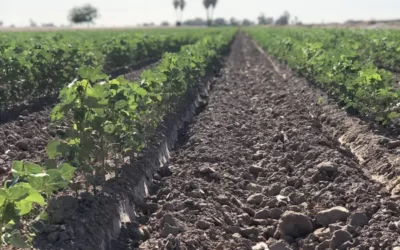 Plagas reglamentadas del algodonero