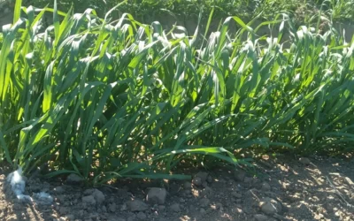 Manejo fitosanitario del trigo