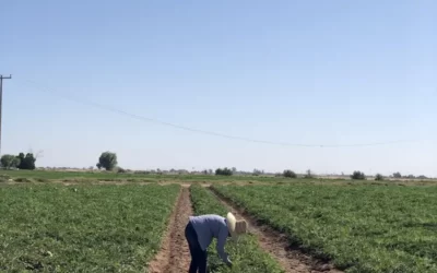 Manejo fitosanitario de hortalizas