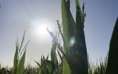 Manejo fitosanitario del maiz