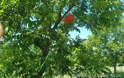 Campaña contra plagas del nogal